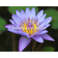 All Colors Floating Water Lily Seeds Lotus Flower Seeds For Growing